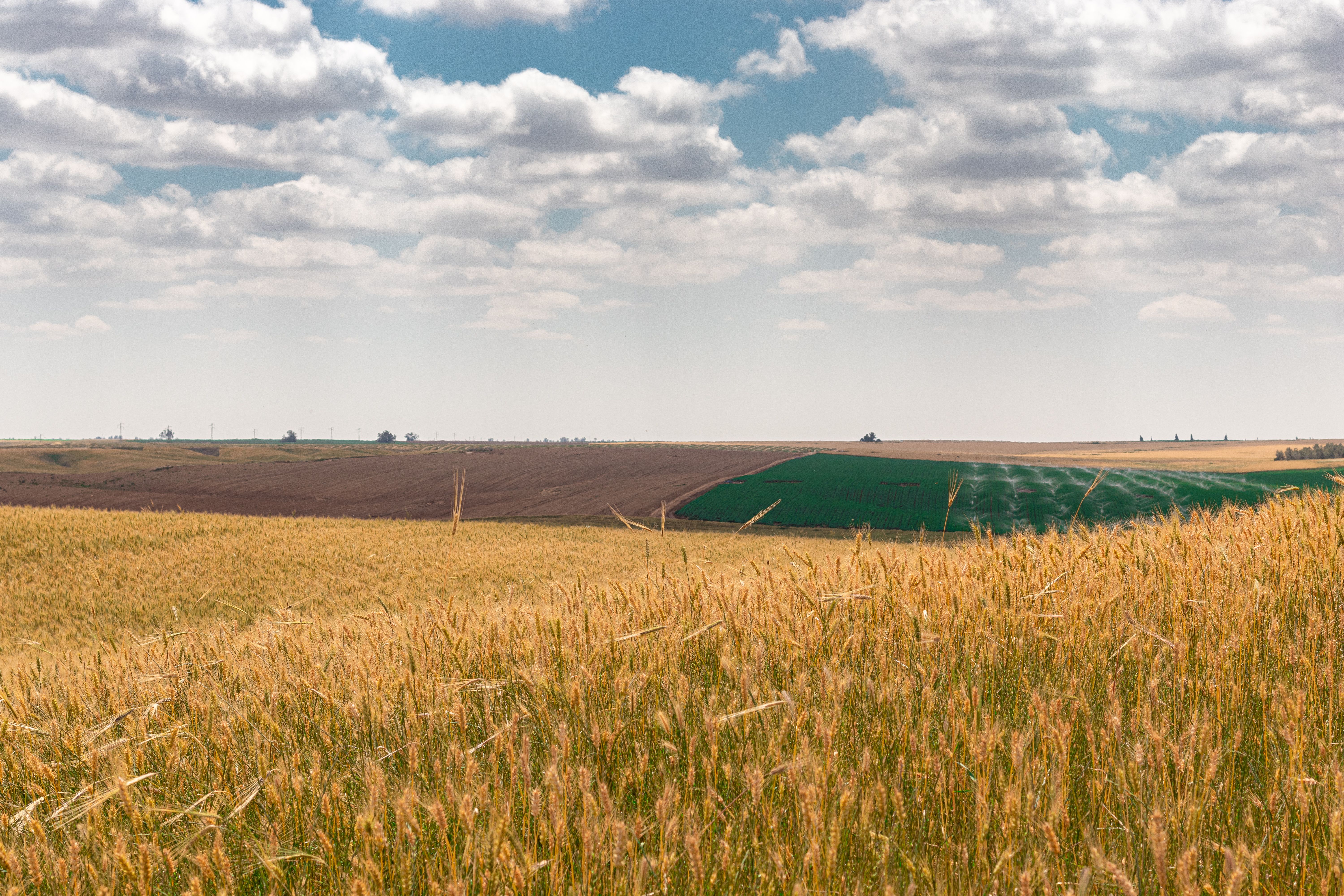 Wheat field at golden hour